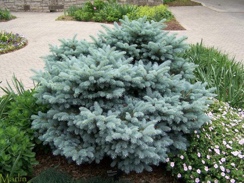 Baker　and　Garden　blue　Gift　spruce　–　dwarf　globe