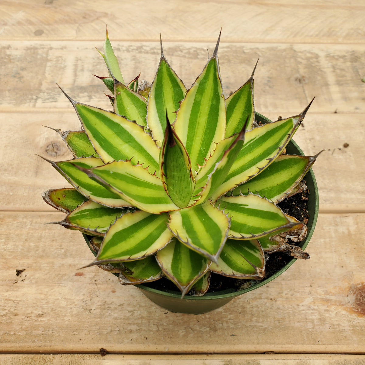 4" agave quadricolor Baker Garden and Gift