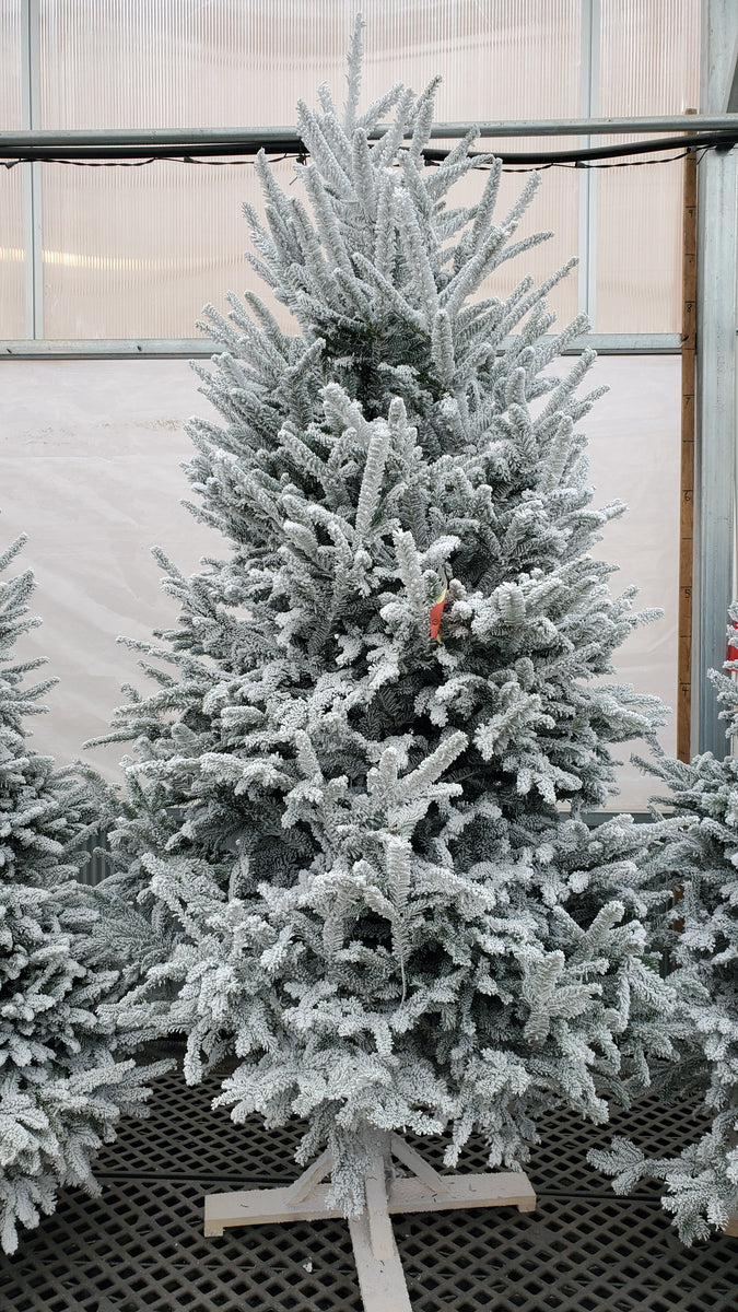 white flocked fraser fir 8