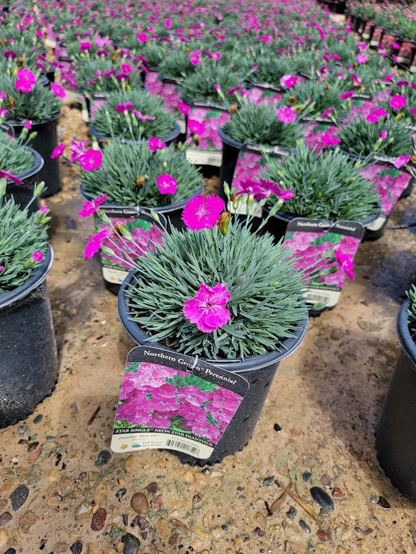 dianthus neon star