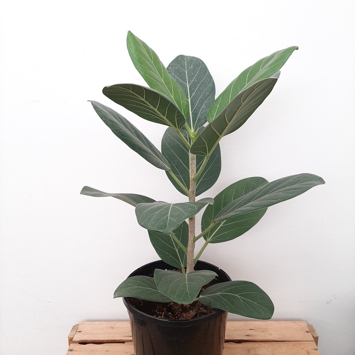 8" ficus audrey – Baker Garden and Gift
