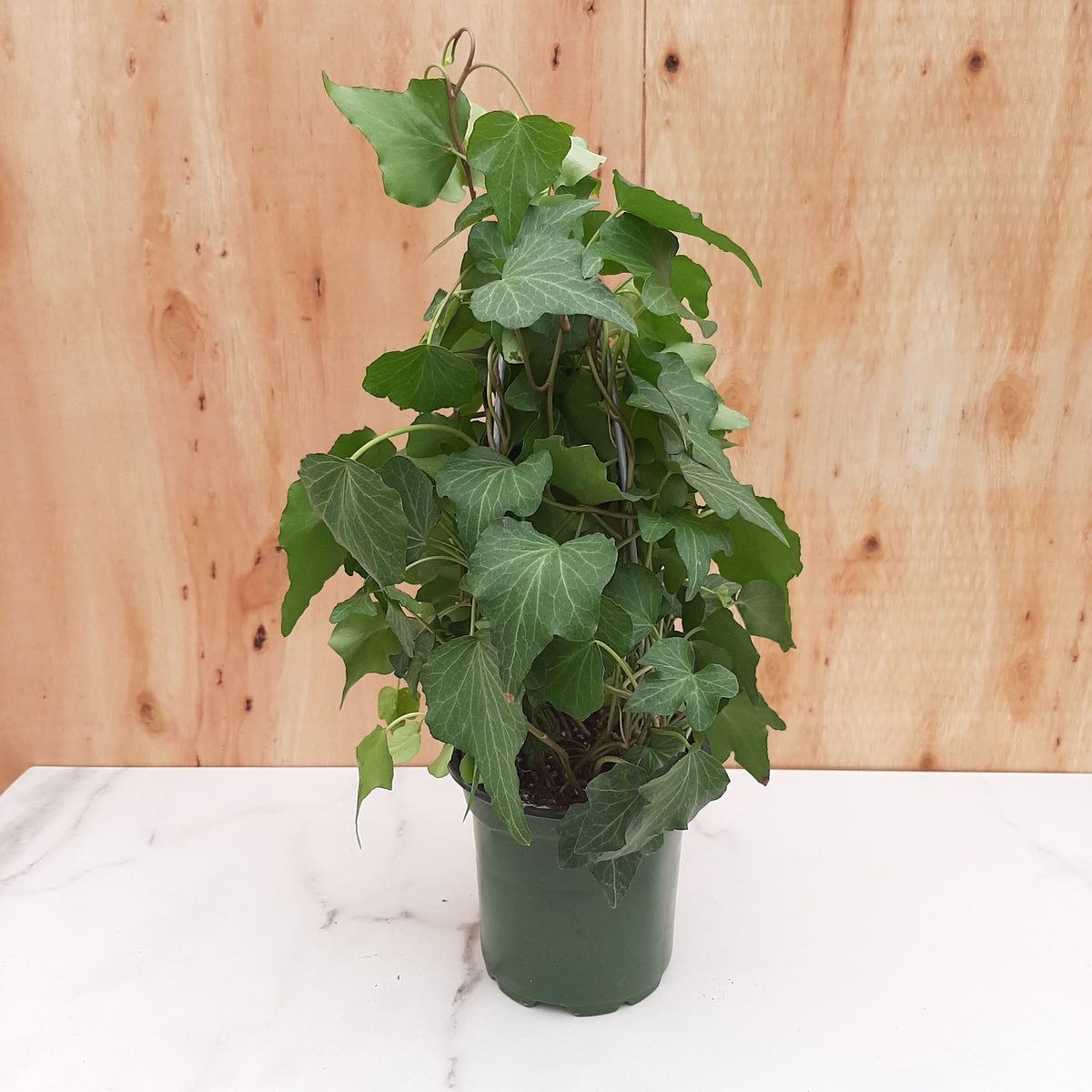 4" ivy tree Baker Garden and Gift