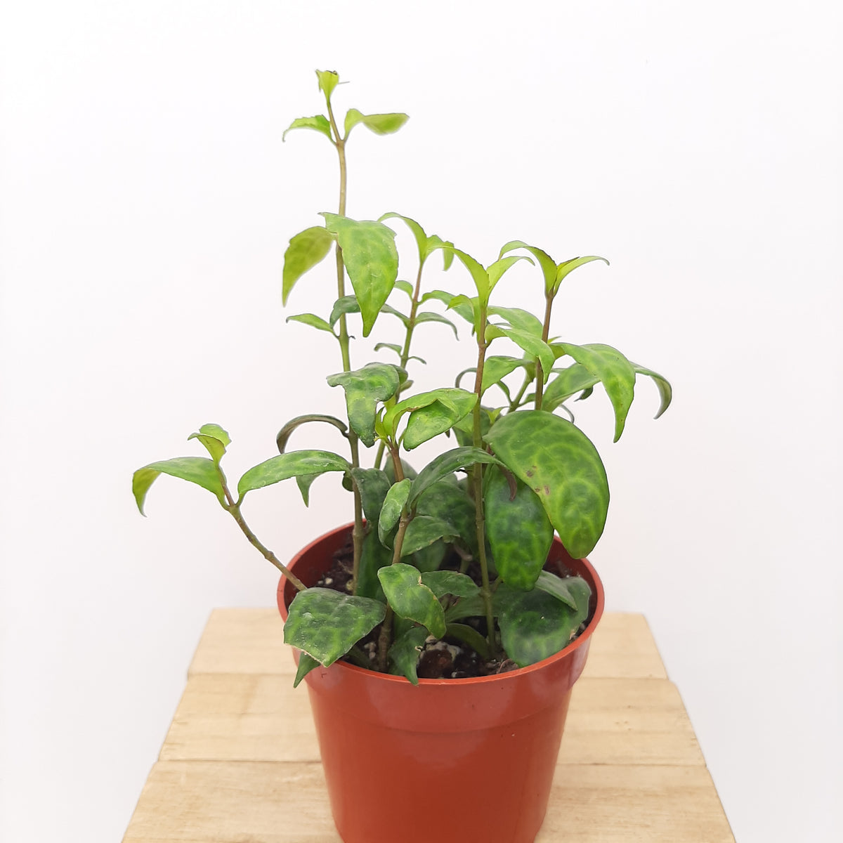 4" lipstick black pagoda Baker Garden and Gift