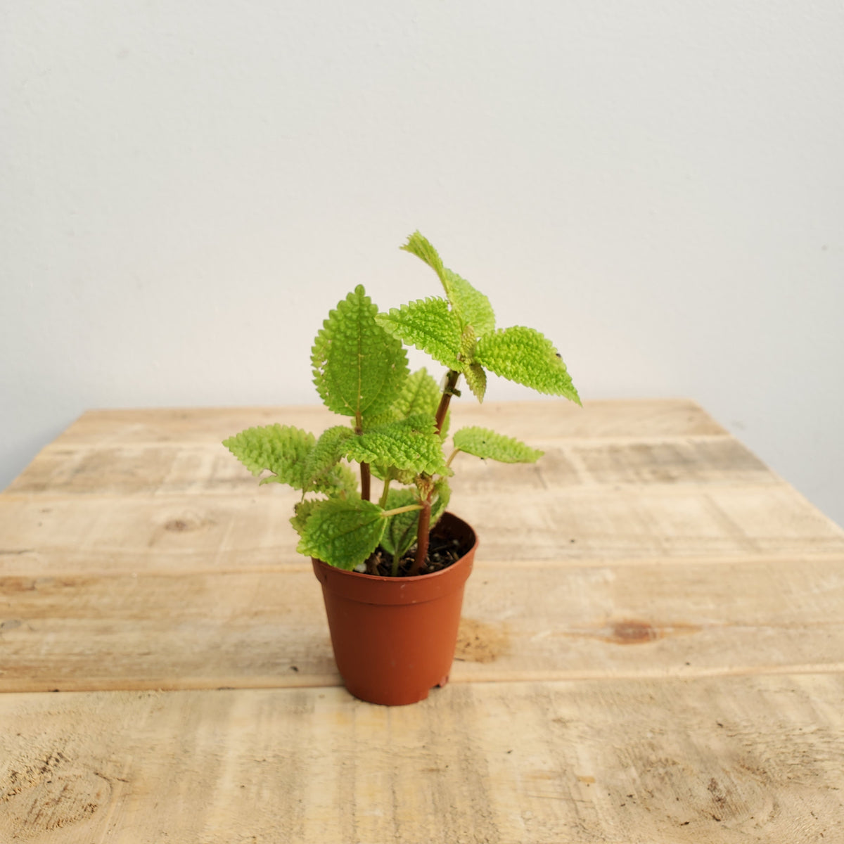 2" terrarium plant Baker Garden and Gift