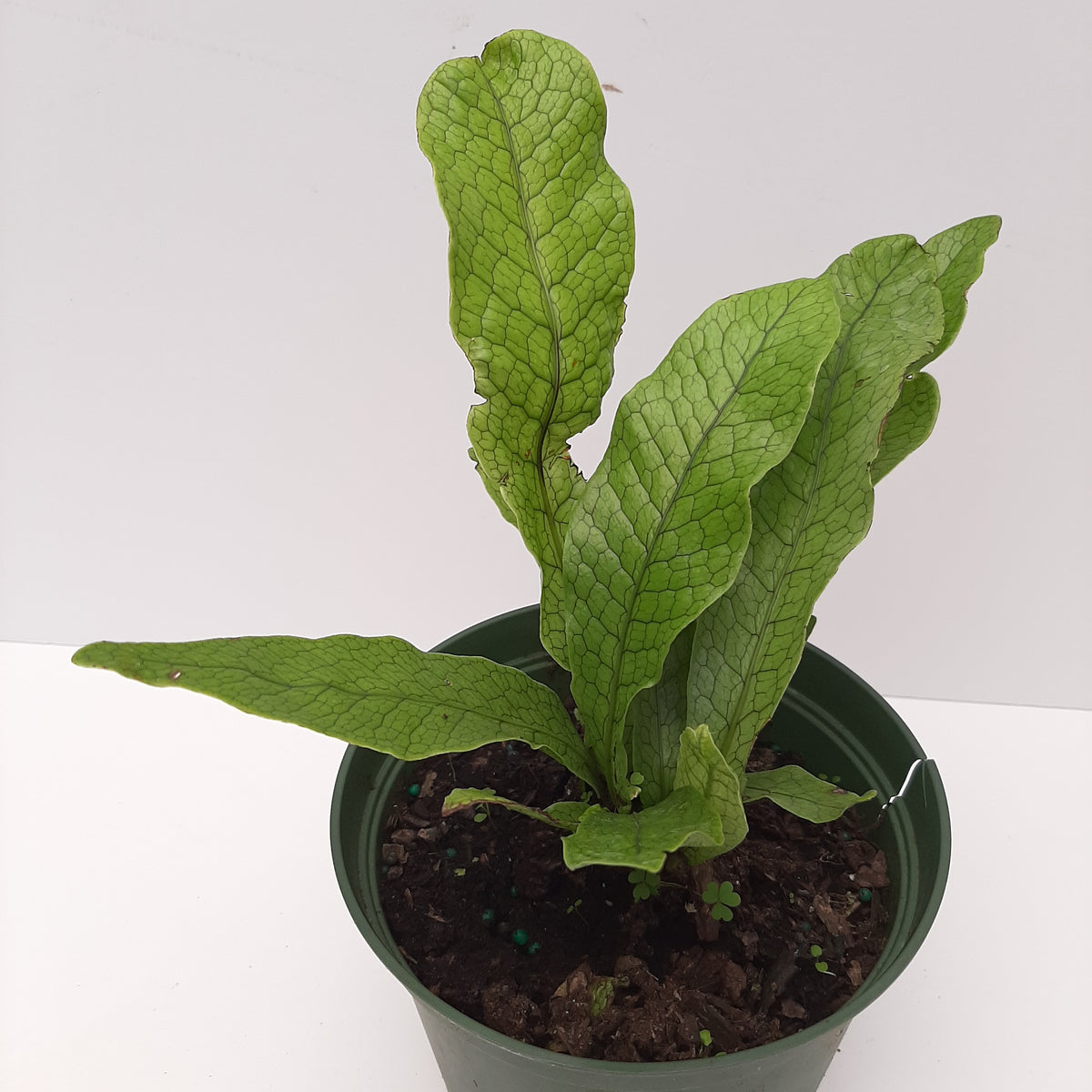 6" crocodile fern Baker Garden and Gift