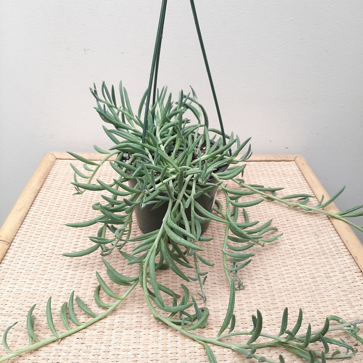 6" string of fishhooks Baker Garden and Gift