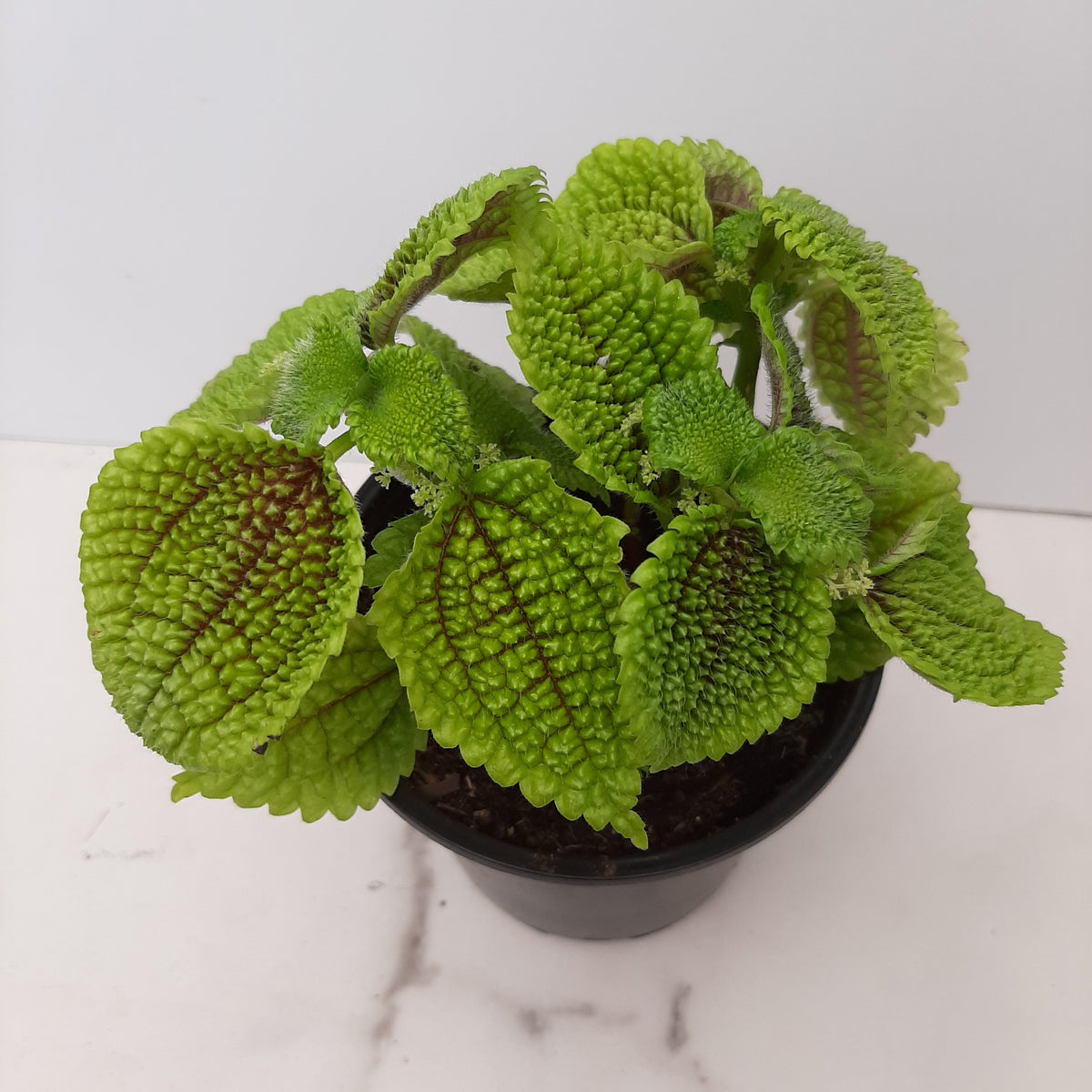 pilea moon valley 4" Baker Garden and Gift
