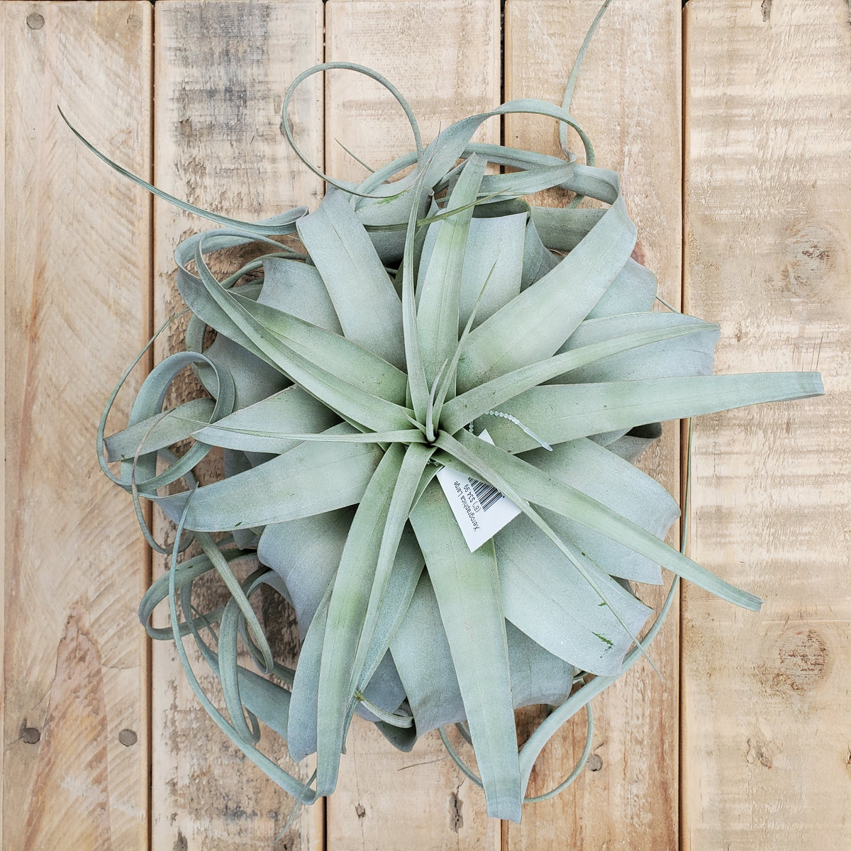 tillandsia xerographica lg Baker Garden and Gift