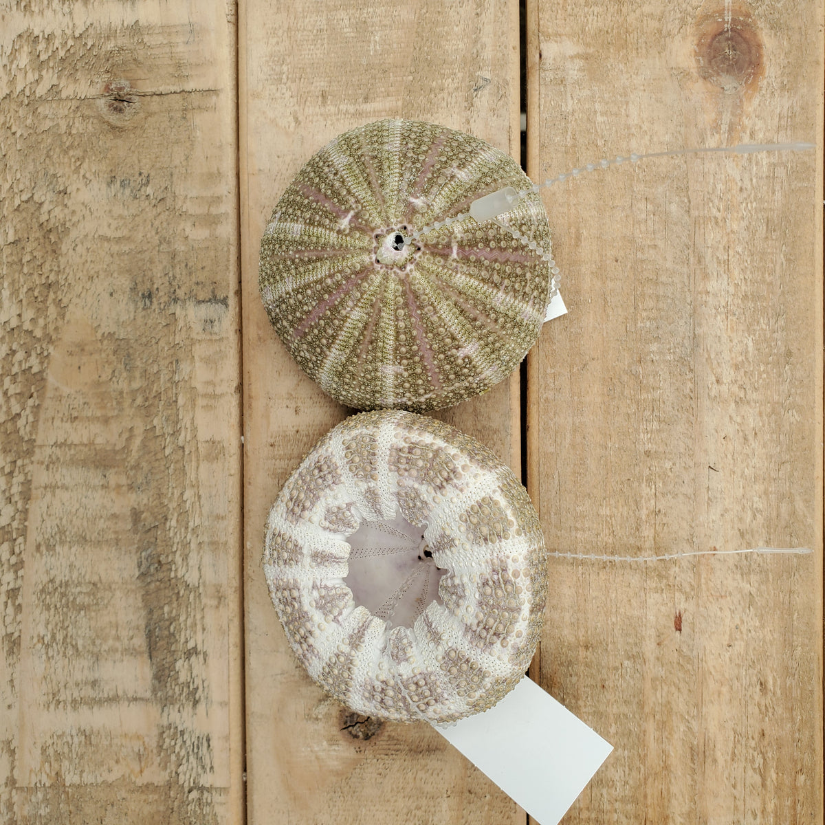 striped urchin Baker Garden and Gift