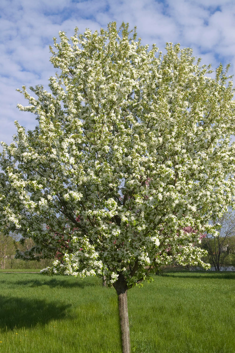 crabapple spring snow 10 gallon pot Baker Garden and Gift