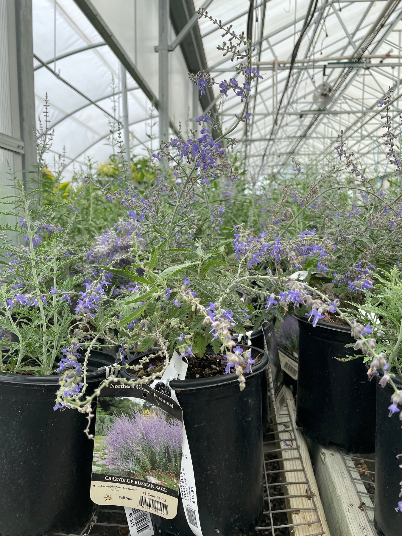 Perennials Baker Garden and Gift