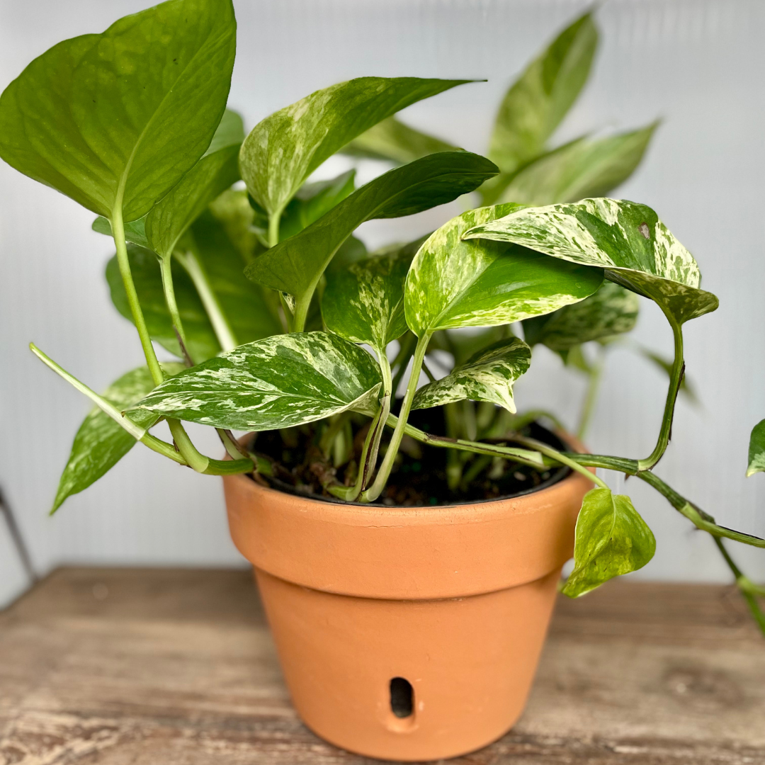 Low Light Houseplant Gift