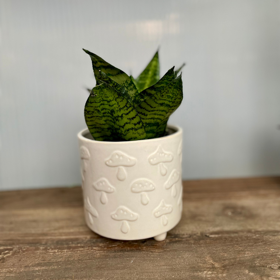 Low Light Houseplant Gift