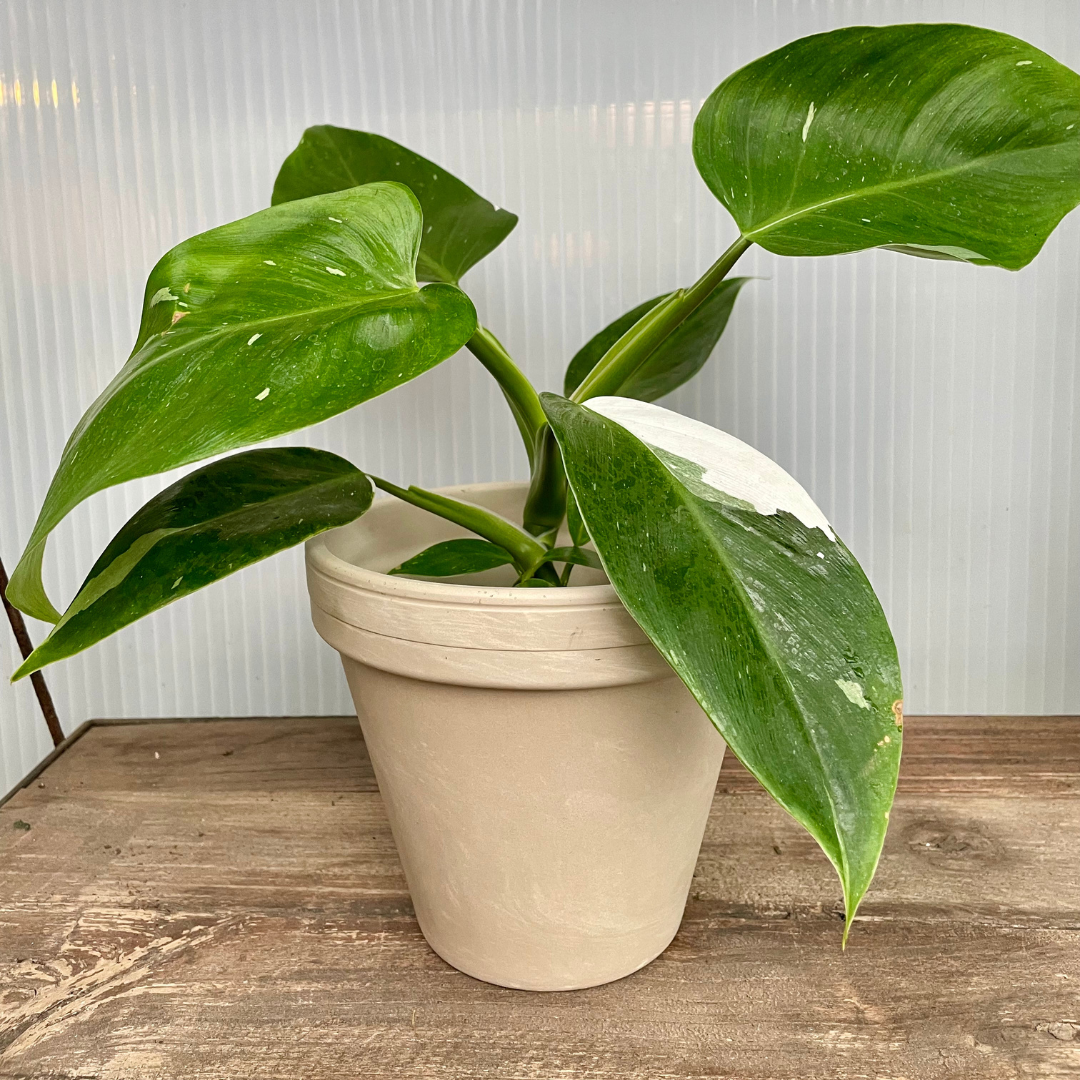 Low Light Houseplant Gift