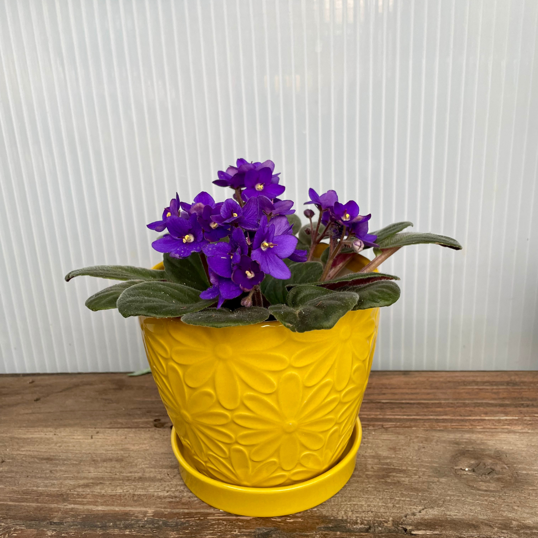 Pet-Friendly Houseplant Gift