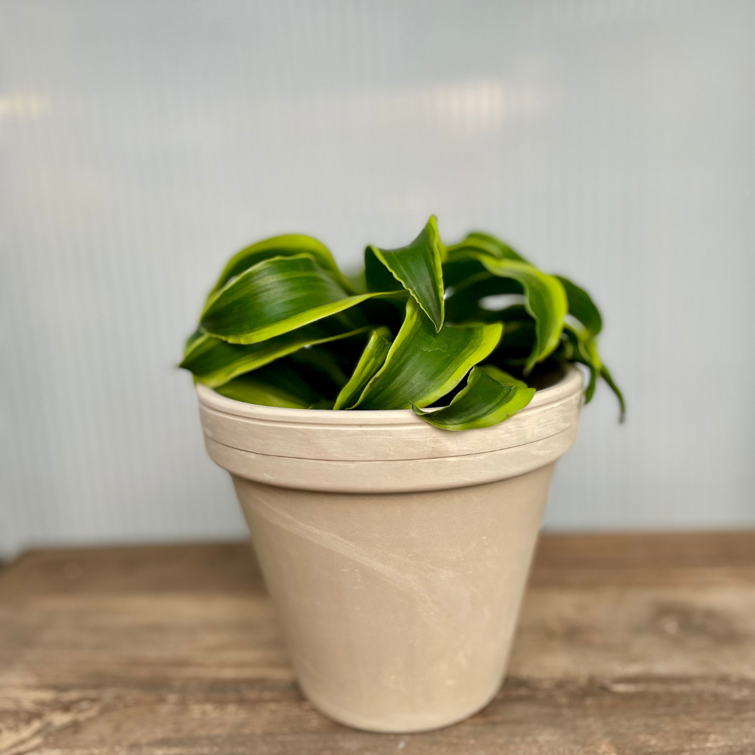 Bright-Light Houseplant Gift