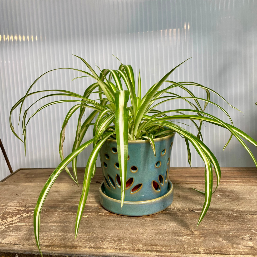 Pet-Friendly Houseplant Gift