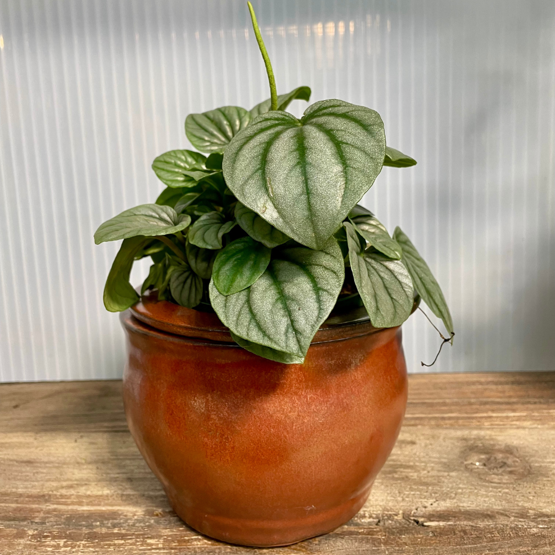 Pet-Friendly Houseplant Gift