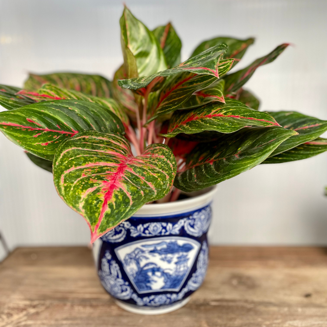 Bright-Light Houseplant Gift