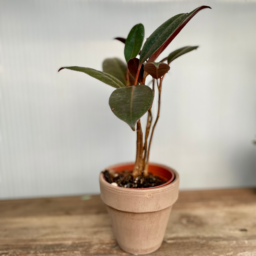 Bright-Light Houseplant Gift