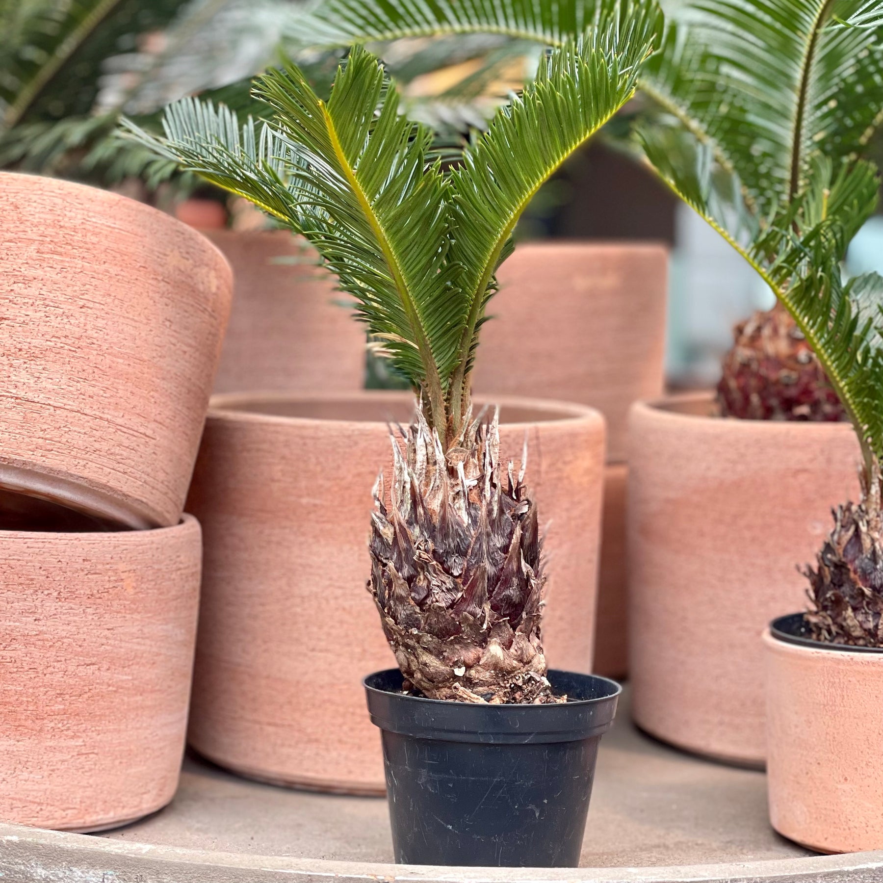 Baker Garden and Gift