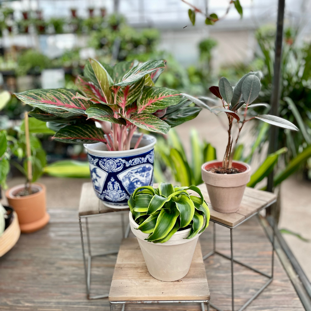 Bright-Light Houseplant Gift