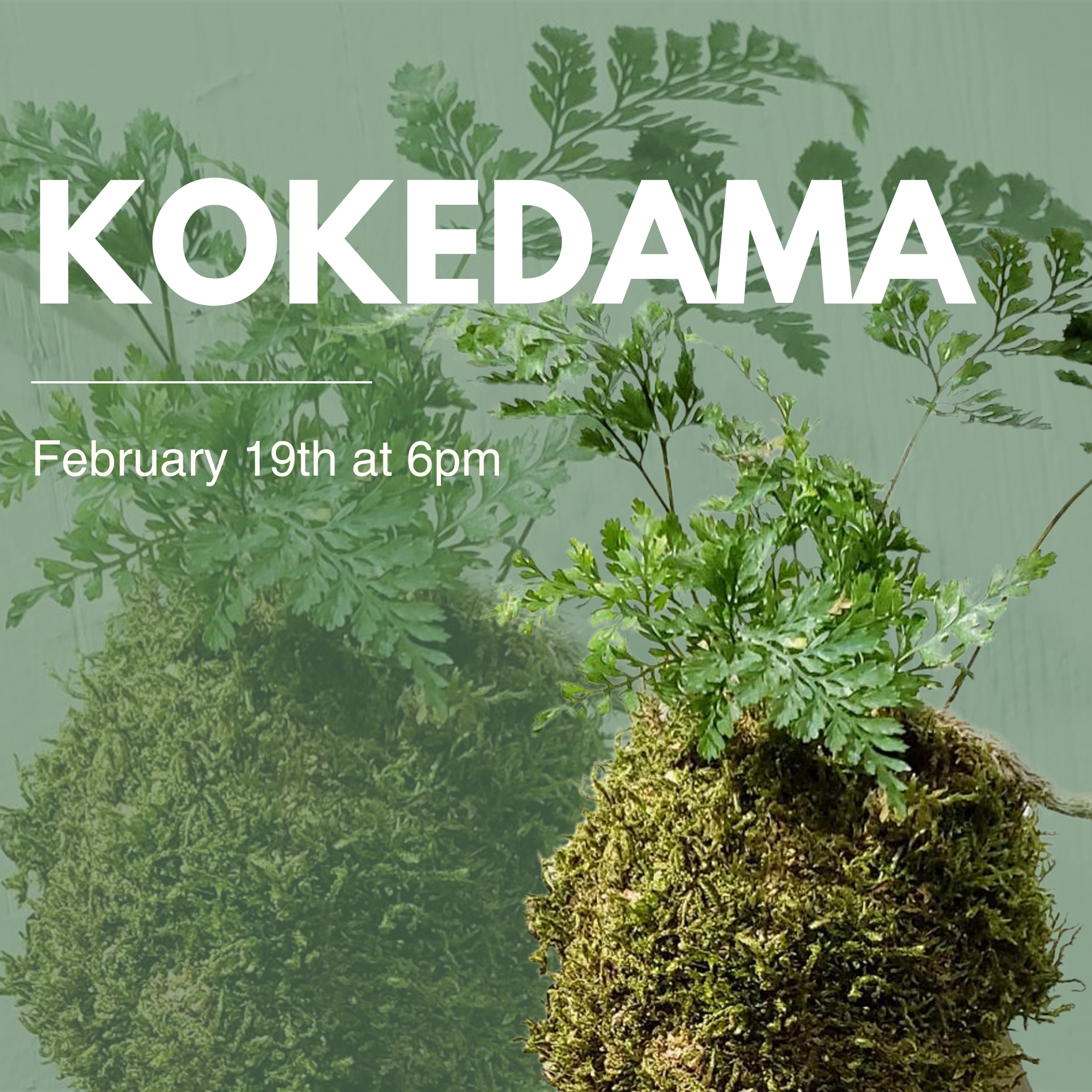 Kokedama
