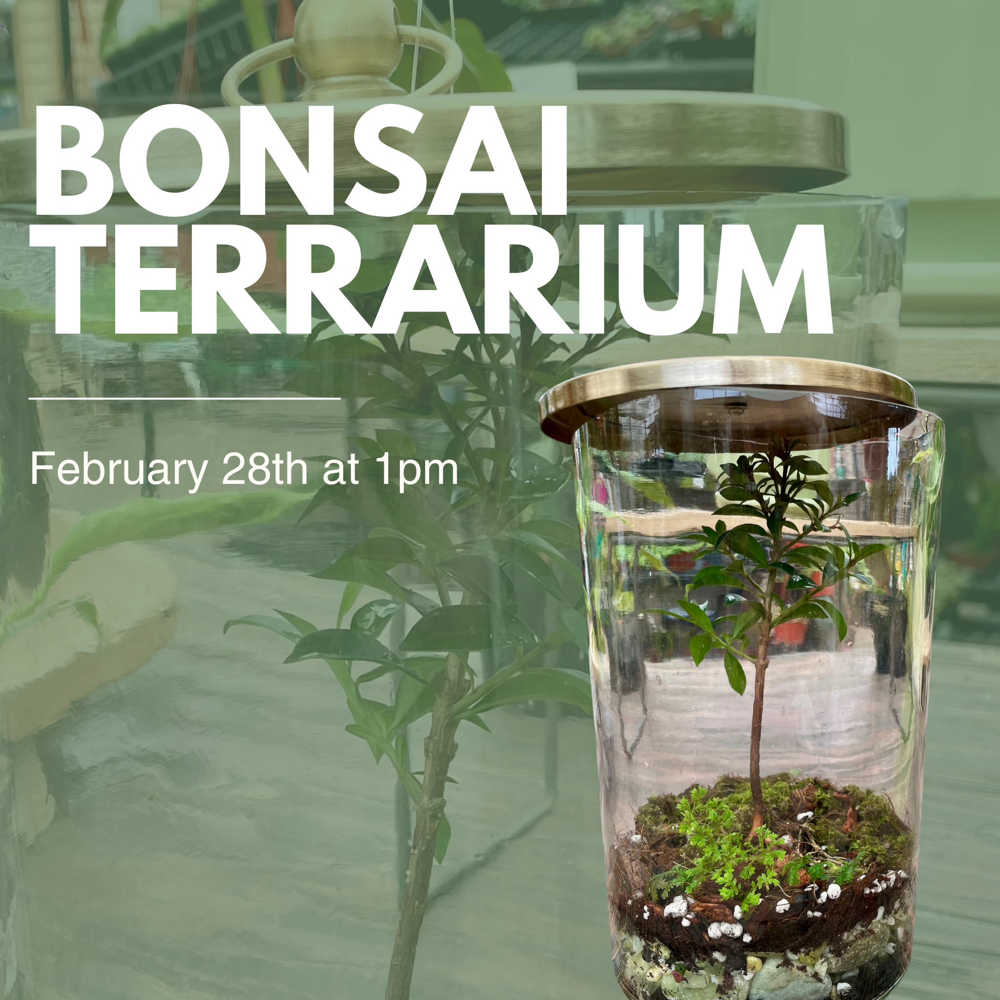 Bonsai Terrarium