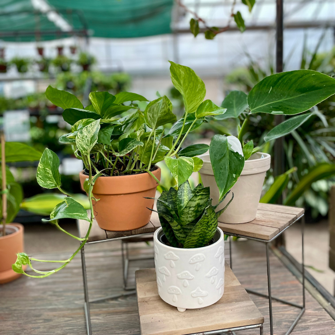 Low Light Houseplant Gift