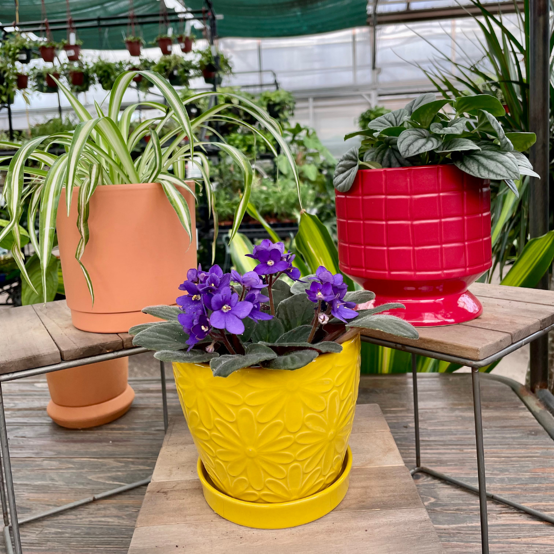 Pet-Friendly Houseplant Gift