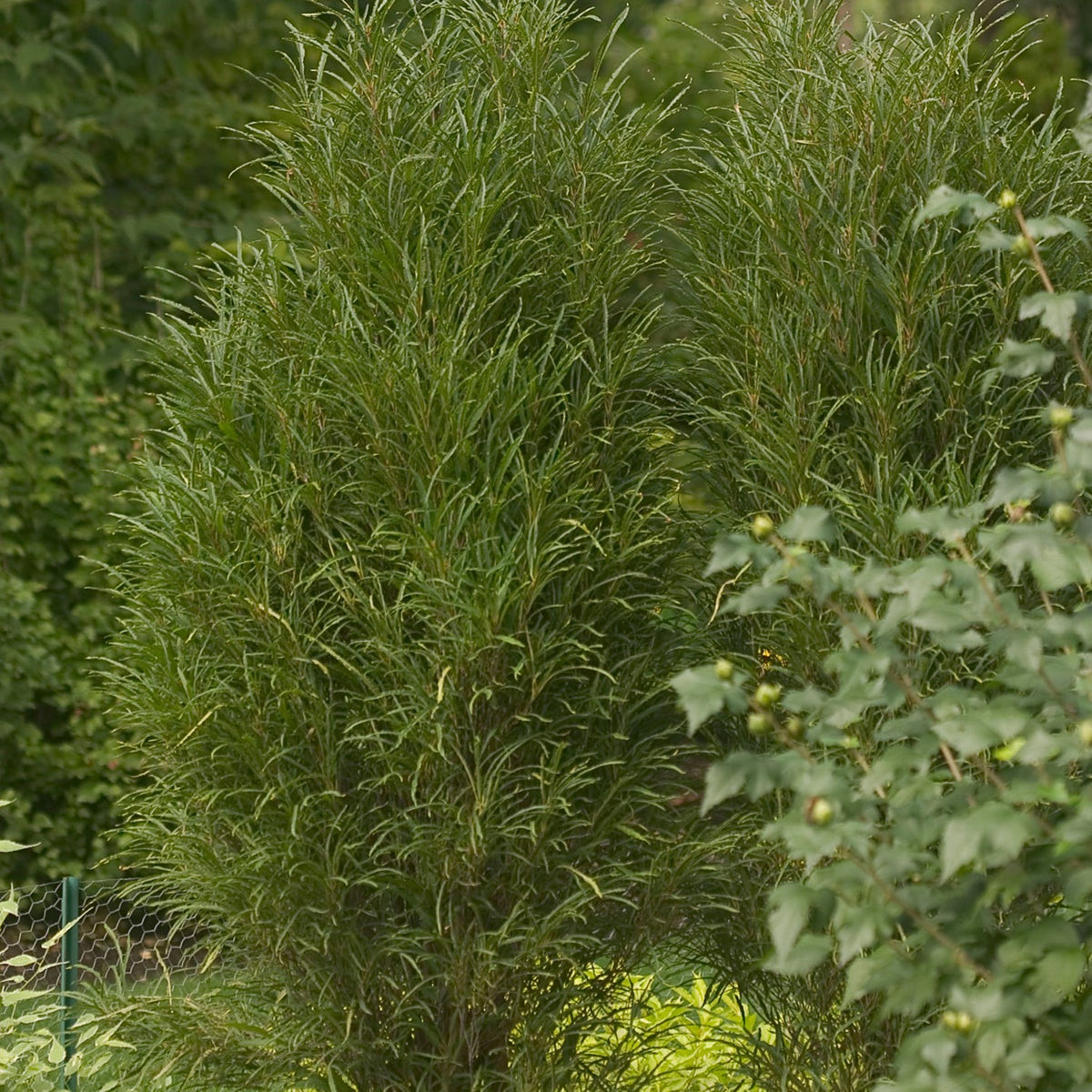 pot 3' buckthorn fine line Baker Garden and Gift