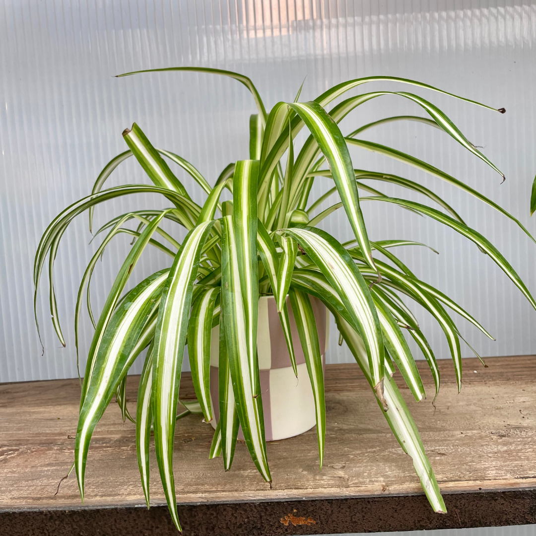 Pet-Friendly Houseplant Gift