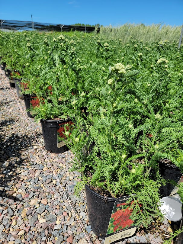 1 yarrow paprika Baker Garden and Gift