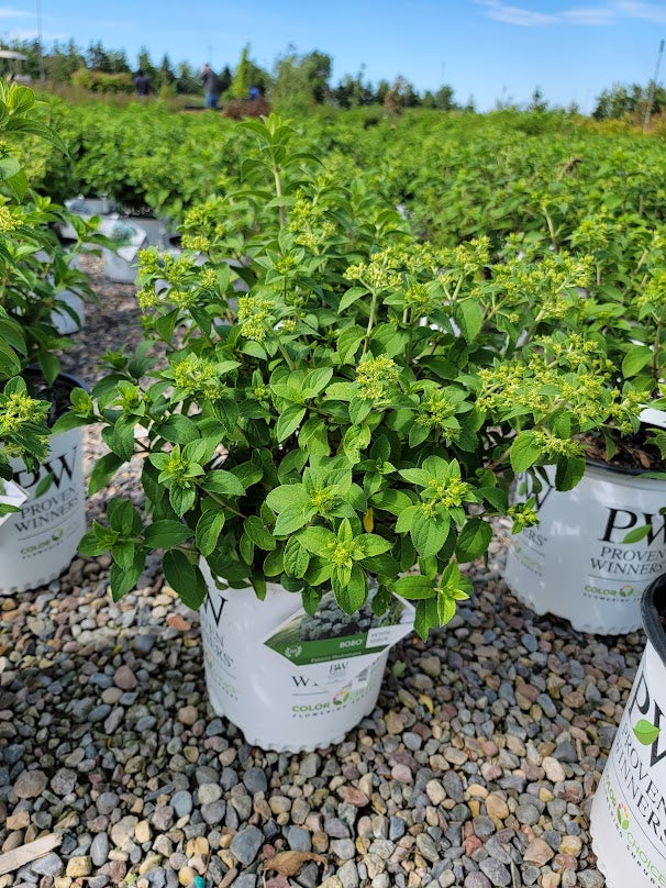 Shrubs Baker Garden and Gift