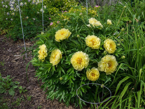 Peony！ Itoh Peony Roots - Collection – Eden Brothers