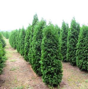 #6 arborvitae pyramidal – Baker Garden and Gift