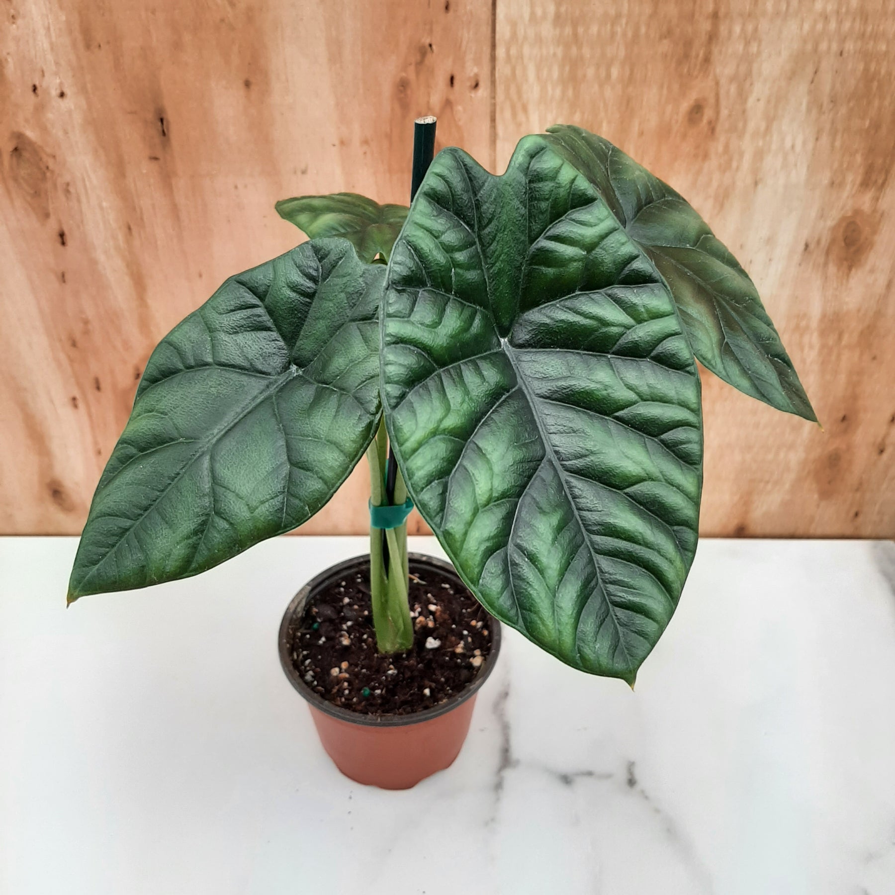 Alocasia Mirror Face