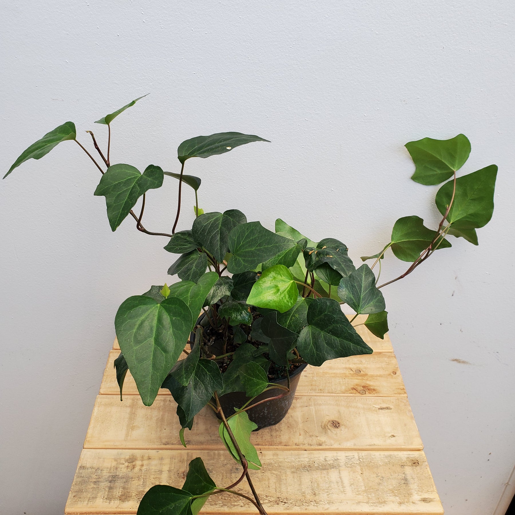 Houseplants Baker Garden and Gift