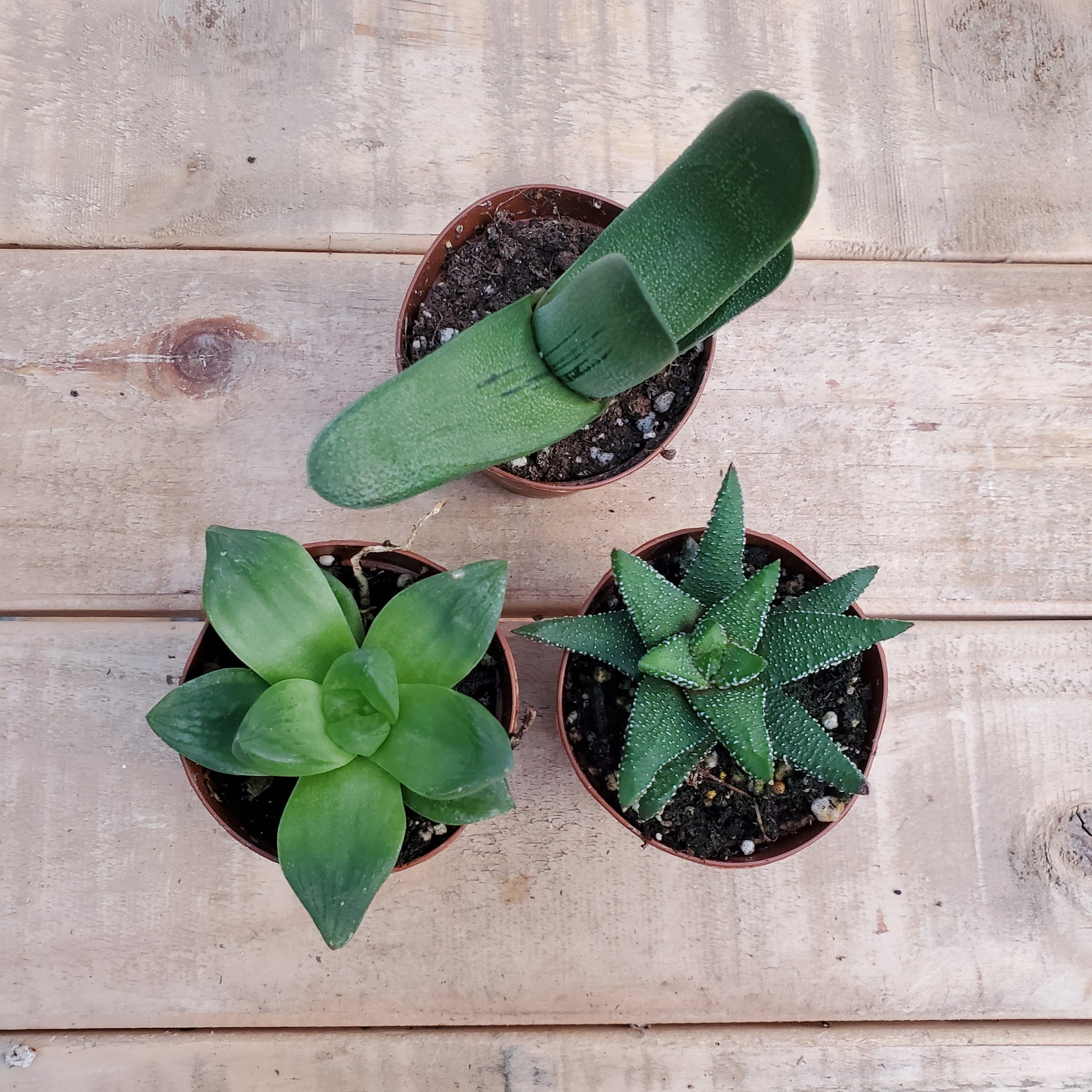 Houseplants Baker Garden and Gift